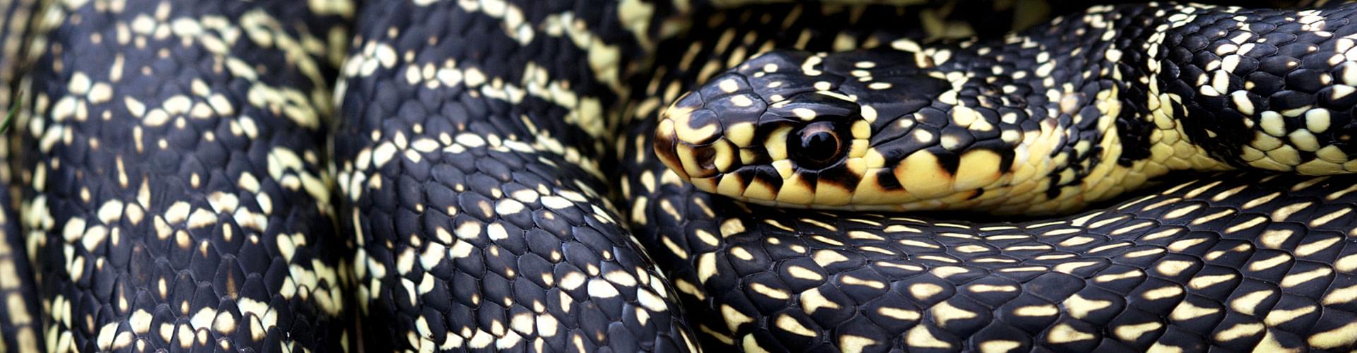 Coluber viridiflavus, Western Whip Snake, Dark Green Snake, Biacco